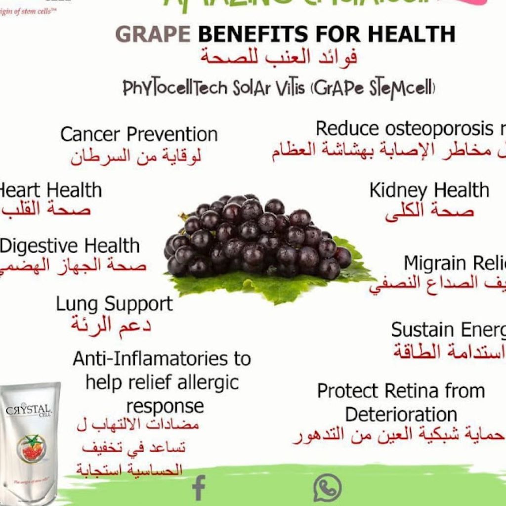الخلايا الحذعيية النباتية