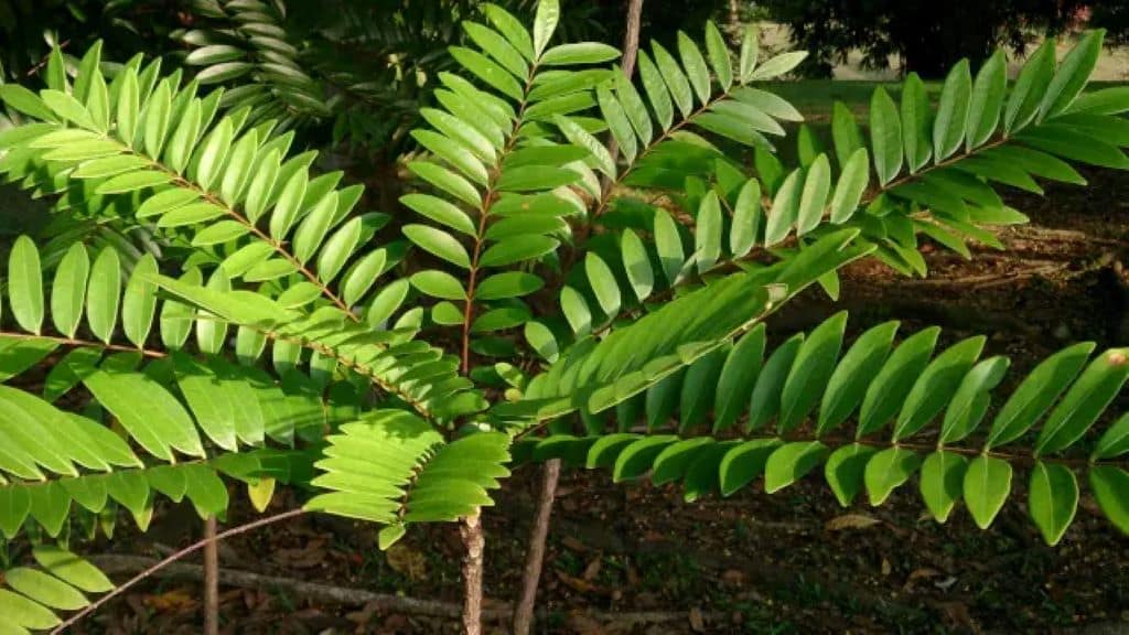 مستخلص Tongkat Ali لدعم التستوستيرون