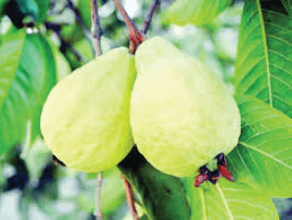 تحسين عملية الهضم و الاخراج