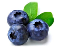 Double Stemcell blue berry
