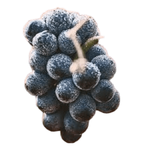 الخلايا الجذعية النباتية